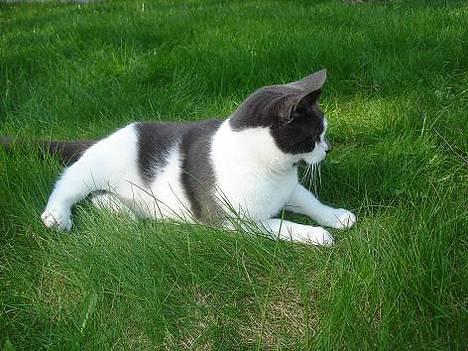 Blanding af racer Pedro *død* billede 10