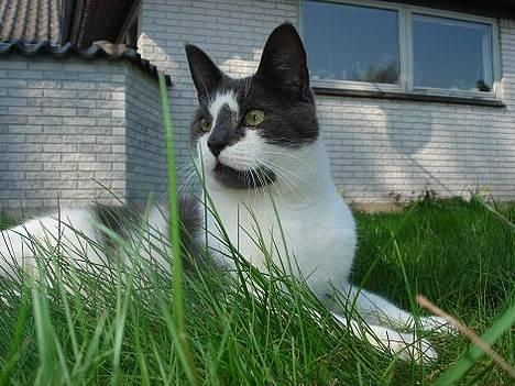 Blanding af racer Pedro *død* billede 11