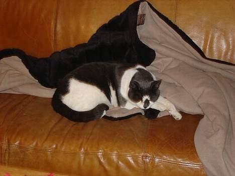 Blanding af racer Pedro *død* billede 12