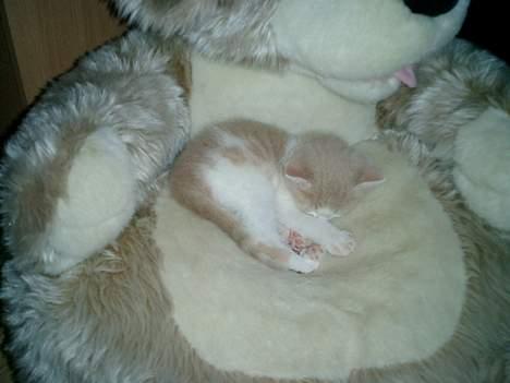 Blanding af racer Lilo  billede 1