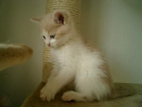 Blanding af racer Lilo  billede 2