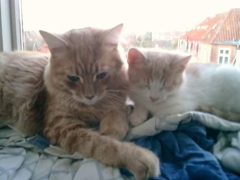 Blanding af racer Lilo  billede 4