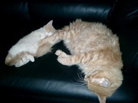 Blanding af racer Lilo  billede 5