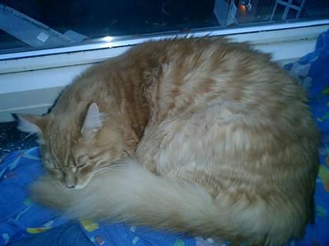 Maine Coon Romeo billede 1