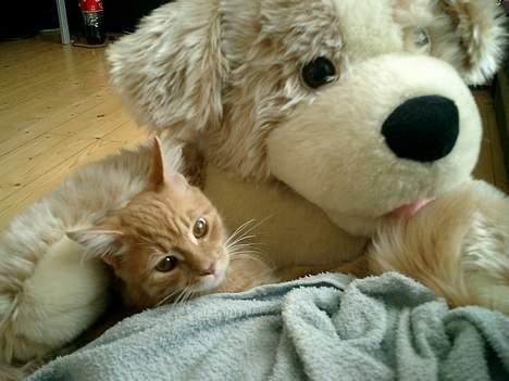 Maine Coon Romeo billede 2