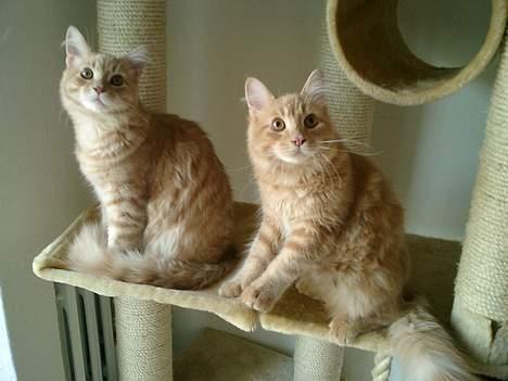 Maine Coon Romeo billede 3