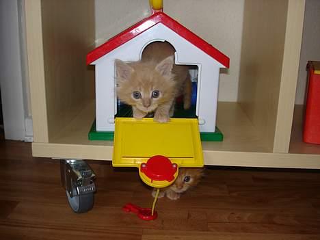 Maine Coon Romeo billede 4