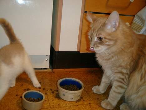 Maine Coon Romeo billede 5