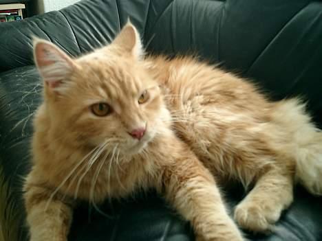 Maine Coon Oliver billede 1