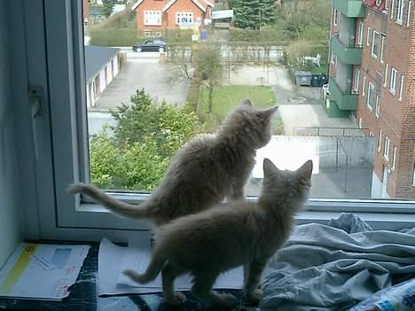 Maine Coon Oliver billede 2