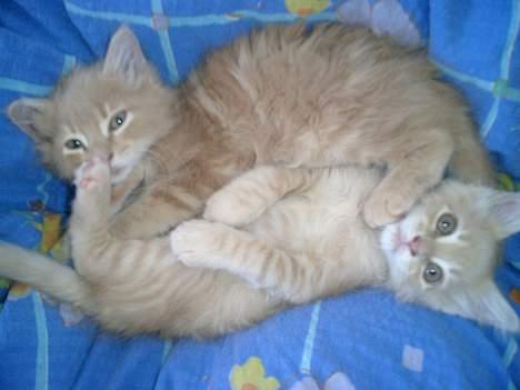 Maine Coon Oliver billede 3