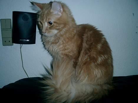 Maine Coon Oliver billede 4