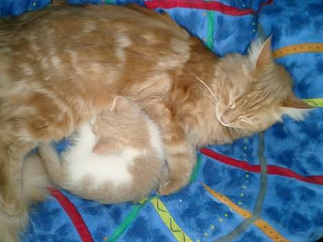 Maine Coon Oliver billede 5