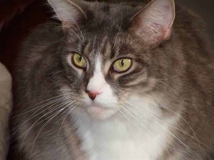 Maine Coon JOEY *død 29-07-2011* - Det er så min kat Joey billede 1