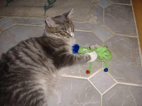 Maine Coon JOEY *død 29-07-2011* - det er mit allerbedste legetøj. billede 2