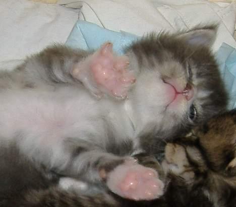 Maine Coon JOEY *død 29-07-2011* - Joey som lille killing billede 3