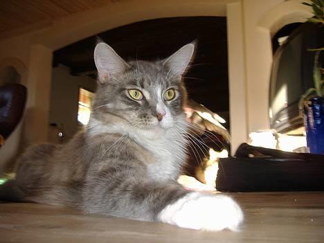 Maine Coon JOEY *død 29-07-2011* - Big foot? billede 4