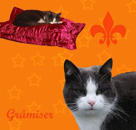 Huskat Gråmisser Død R.I.P. - En pige der lavede det til mig:) Tak til hende! billede 9