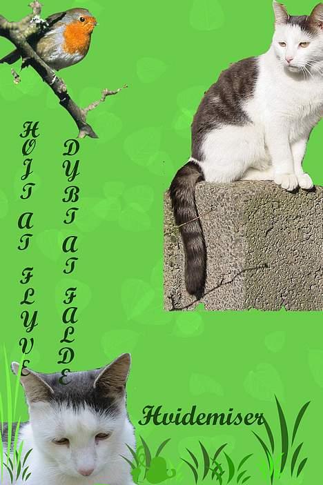 Huskat Hvidemiser billede 19