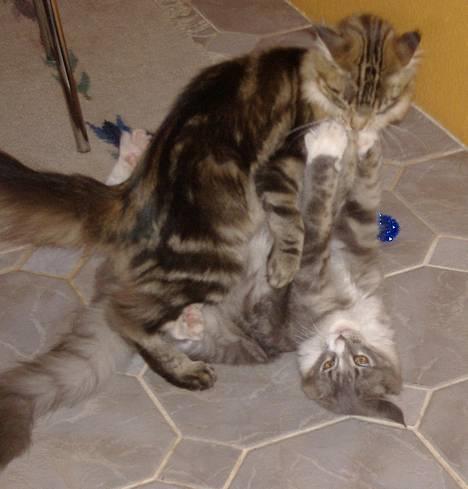 Maine Coon JOEY *død 29-07-2011* - gå så væk søster! billede 5