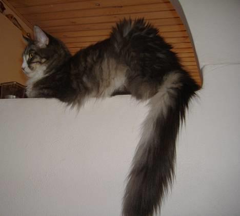 Maine Coon JOEY *død 29-07-2011* - se hvor stor jeg er... billede 6