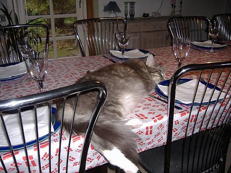 Maine Coon JOEY *død 29-07-2011* - Hvem siger festborde ikke er til at sove på? billede 7