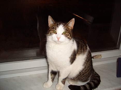 Blanding af racer Minnie - flyt lige det kamera...=) billede 1