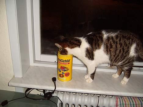 Blanding af racer Minnie - mums... det er nu godt sådan noget fiske foder?=) billede 2