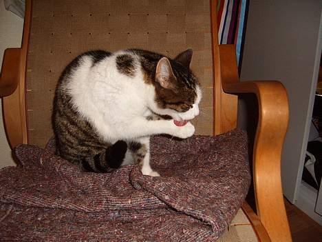 Blanding af racer Minnie - vasker mig lige lidt... billede 3