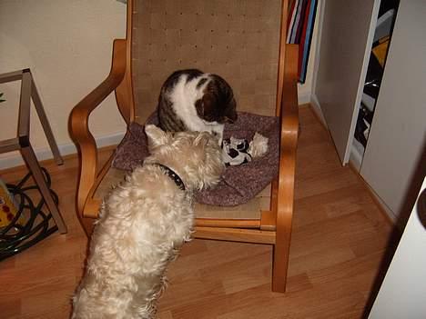 Blanding af racer Minnie - kom nu minnie tag boldn og leg med mig..=) billede 4