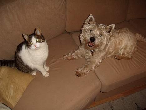 Blanding af racer Minnie - hejsa mor, her er vi lige... billede 5