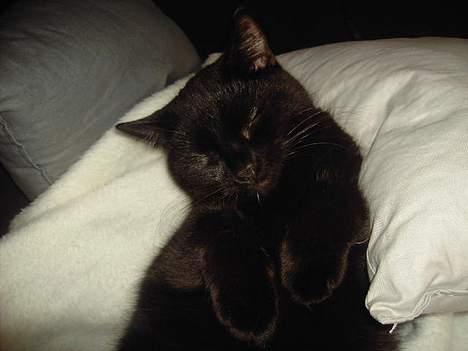 Blanding af racer Sorte Mis - Bortløben :( - Tager lige en slapper :P billede 16