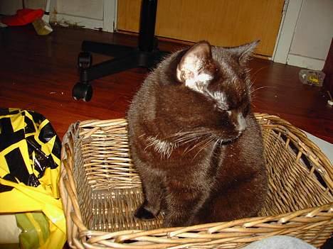 Blanding af racer Sorte Mis - Bortløben :( - sorte i kurv:P billede 17