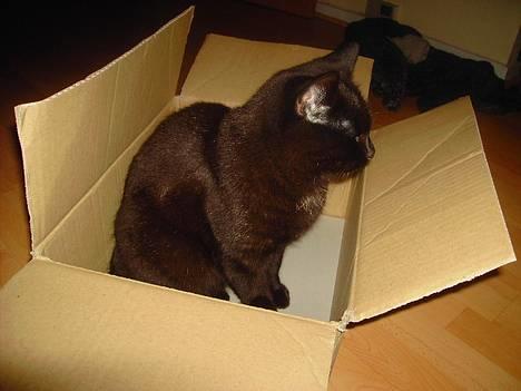 Blanding af racer Sorte Mis - Bortløben :( - Katten i kassen :P billede 18