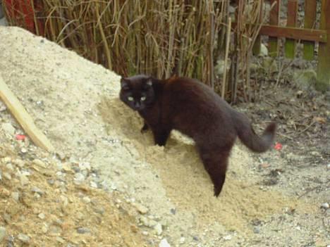 Blanding af racer Sorte Mis - Bortløben :( - grave grave i fars sand :P billede 19