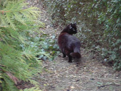 Blanding af racer Sorte Mis - Bortløben :( - missen i skoven :P billede 20