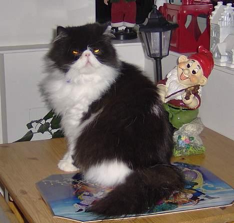 Perser Marabu - Marabu sammen med nissen:) billede 1