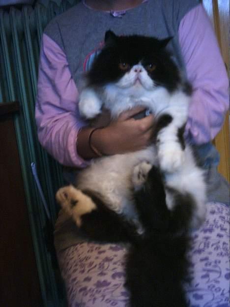 Perser Marabu - Marabu i armene på min lillesøster billede 2