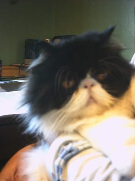 Perser Marabu - den rare gamle bamse billede 3