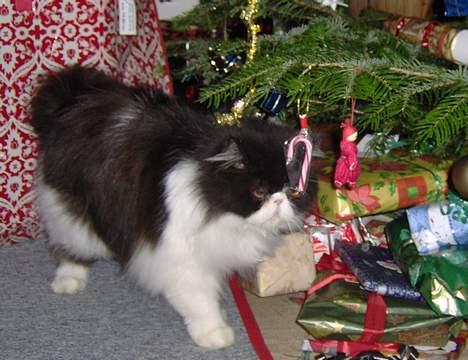 Perser Marabu - Marabu under juletræet billede 4