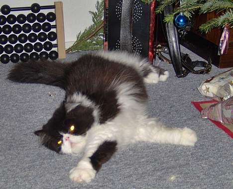 Perser Marabu - Marabu under juletræet billede 5