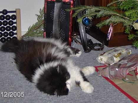 Perser Marabu billede 6