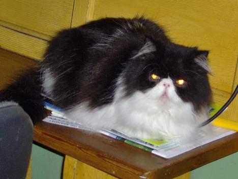 Perser Marabu - Marabu på bænken i Roager billede 7