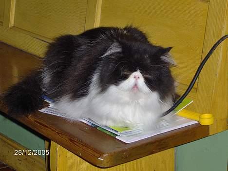 Perser Marabu - Marabu på bænken :) billede 8