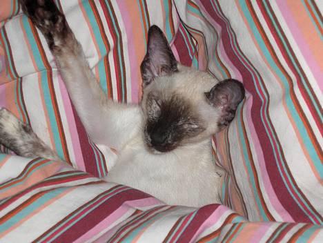 Siameser Kulle  - søde kulle billede 1