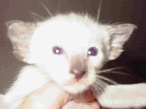 Siameser Kulle  billede 3