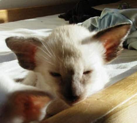 Siameser Kulle  billede 4