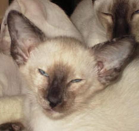 Siameser Kulle  billede 5