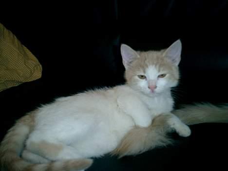 Blanding af racer Lilo  billede 6