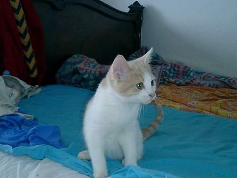 Blanding af racer Lilo  billede 7